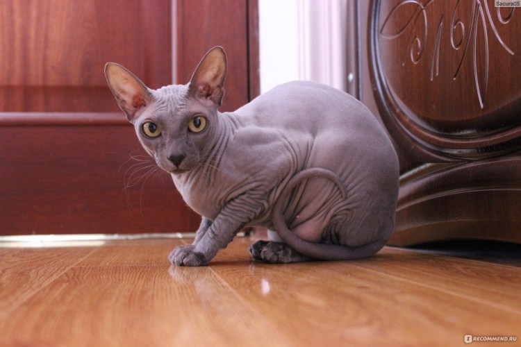 Донской сфинкс и Петерболд