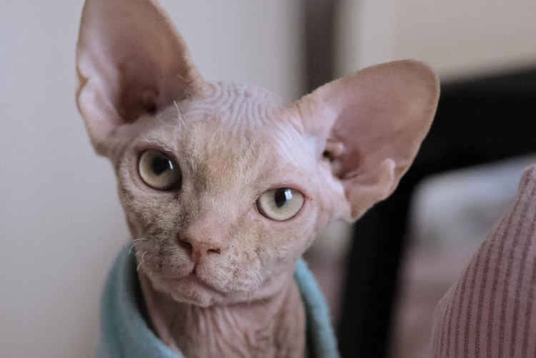 Велюровый кот