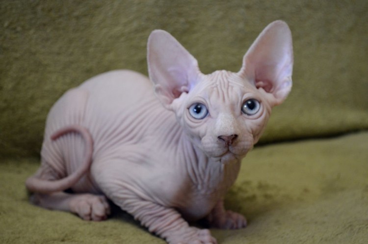 Канадский сфинкс разноглазый