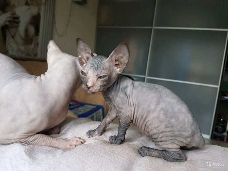 Взрослый кот и кошка канадского сфинкса фото