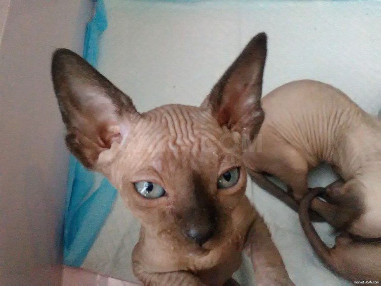 Донской сфинкс профиль