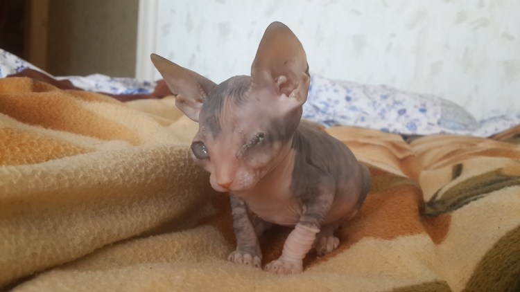 Дальневосточный сфинкс