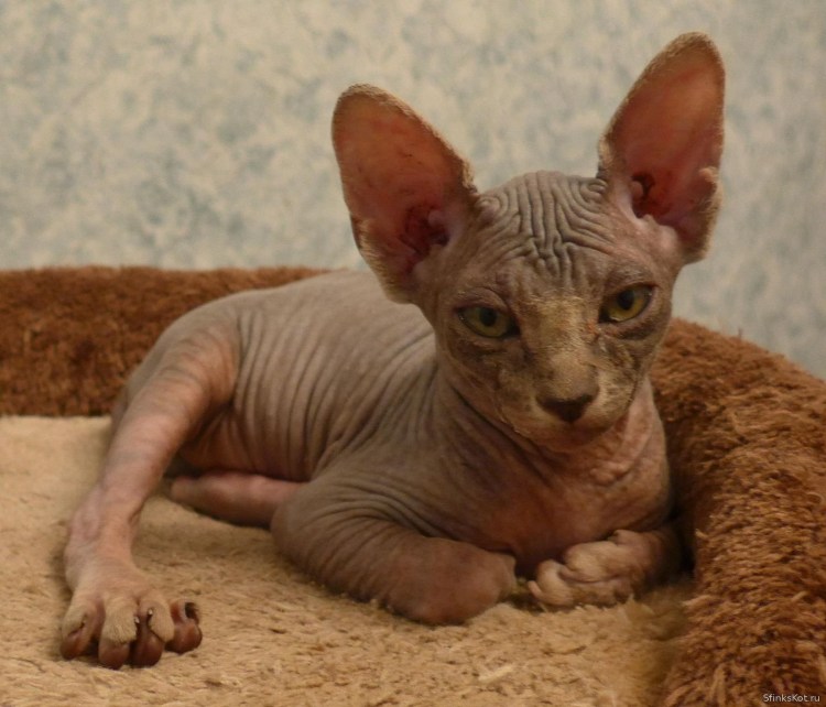 Донской сфинкс Дориан