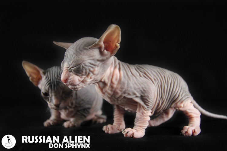 Канадский сфинкс чемпион мира фото