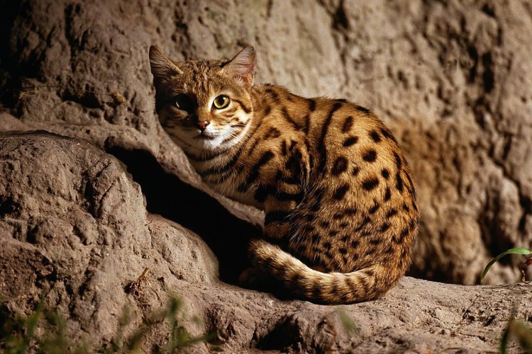 Африканская черноногая кошка котенок