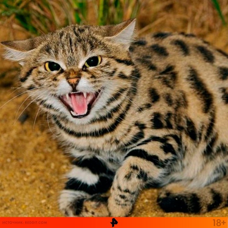 Чернолапая кошка фото