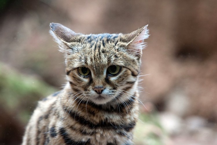 Южно Африканская черноногая кошка