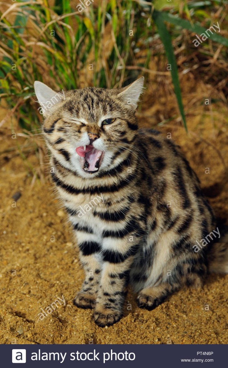 Африканская черноногая кошка котенок