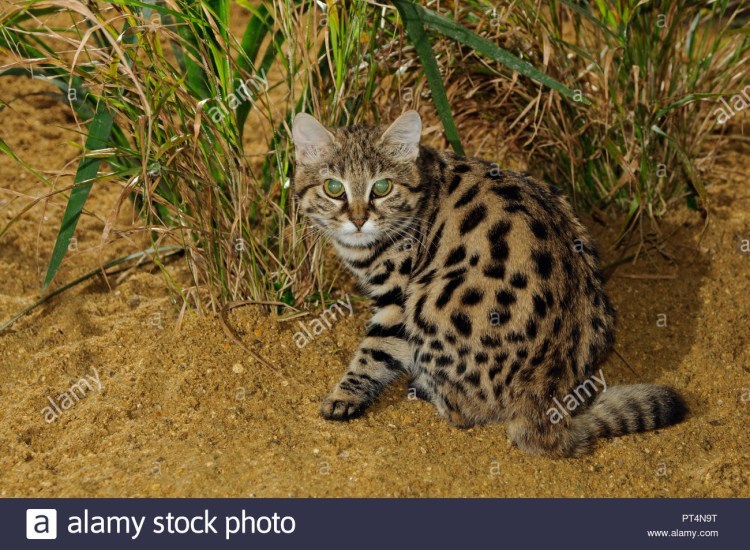 Африканская Дикая кошка черноногая кошка