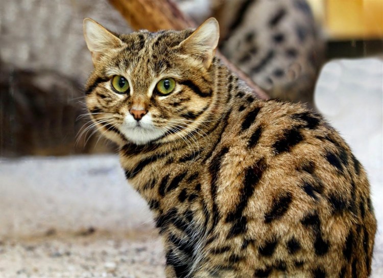 Южно Африканская черноногая кошка