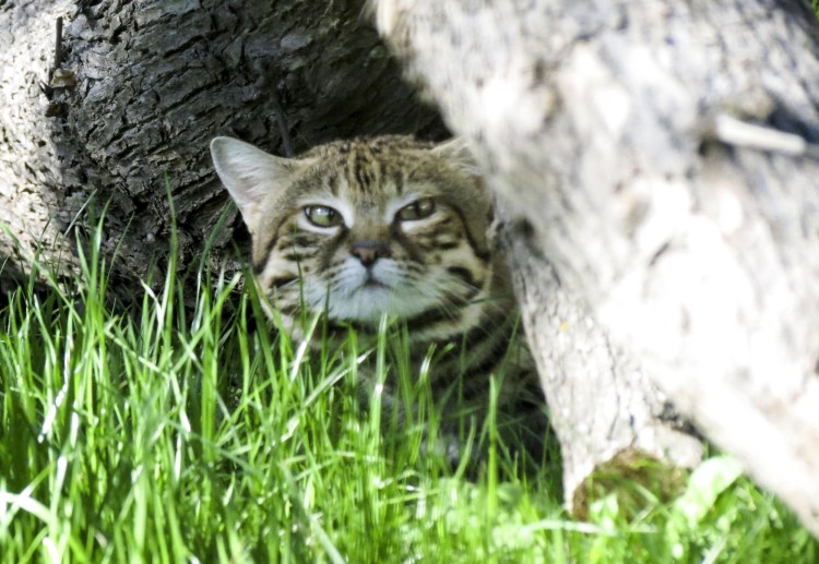 Дикая черноногая кошка