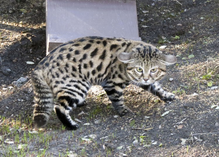 Южно Африканская черноногая кошка