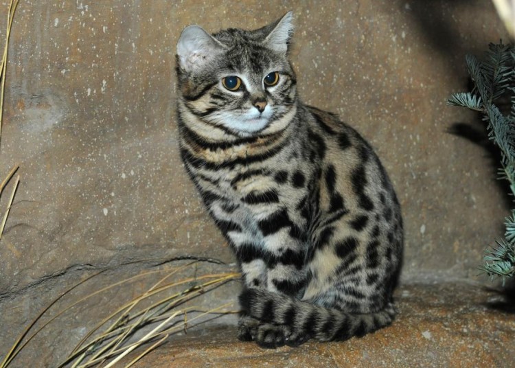 Дикая черноногая кошка