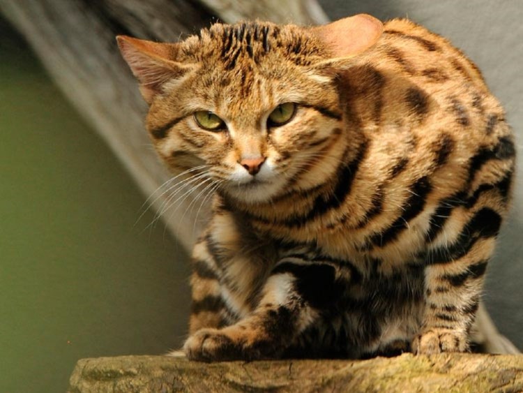 Порода черноногая кошка