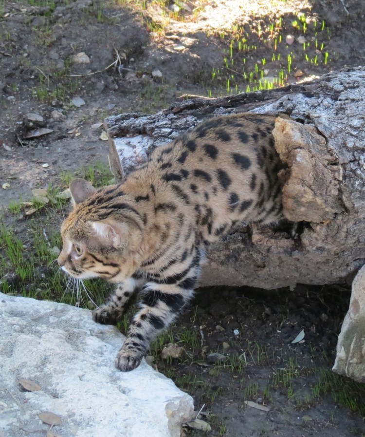 Песчаная черноногая кошка