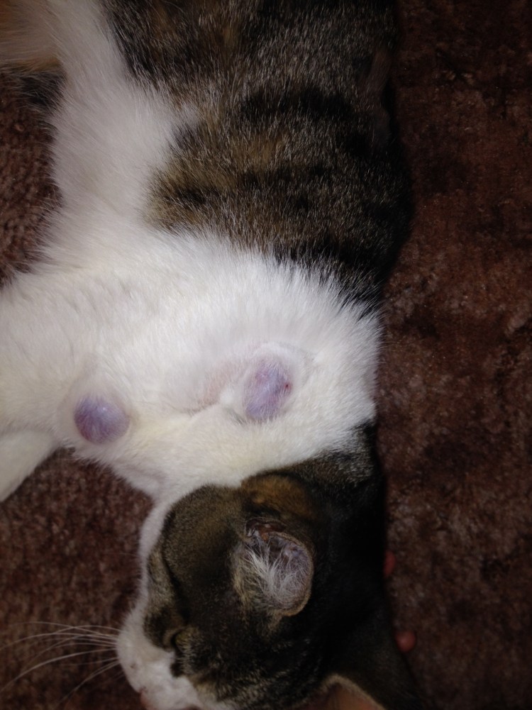 У котёнка набухли молочные железы что