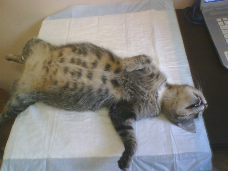 Коронавирус перитонит кошек