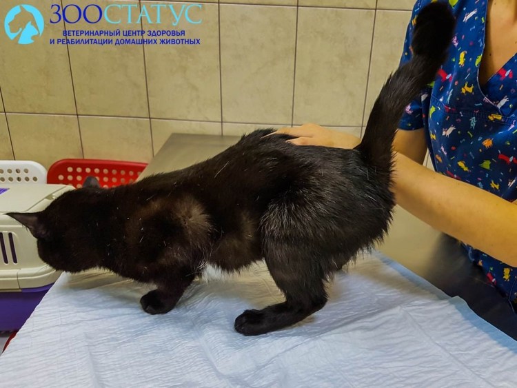 Доброкачественная опухоль у кошки