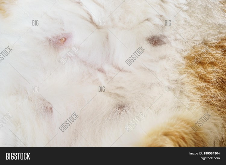 Рентген перитонит собака