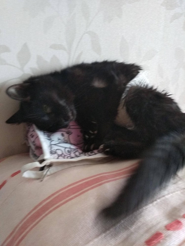 У кошки набухли молочные железы