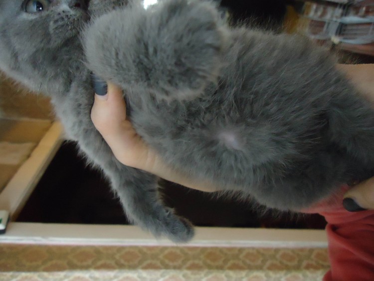 Воспаление молочной железы у кошки