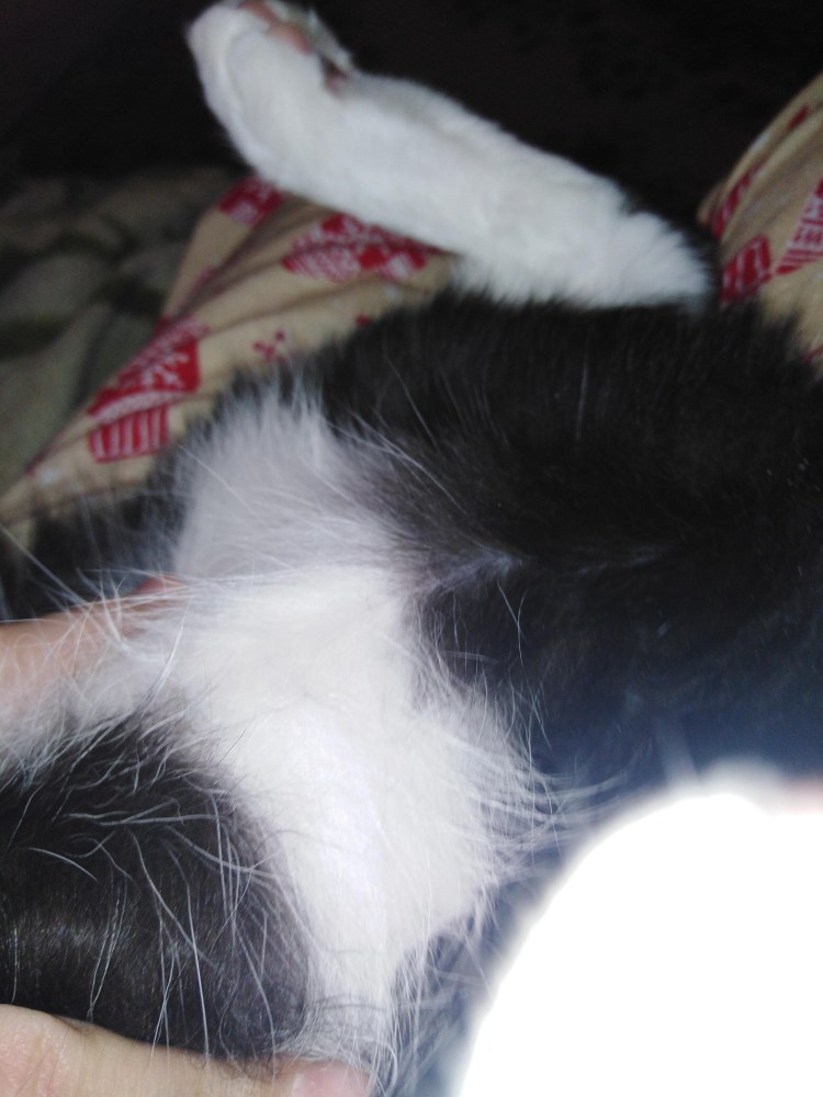 Милиарный дерматит у кошек