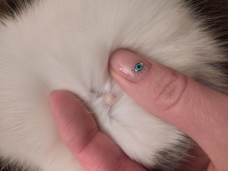 Шов после стерилизации кошки