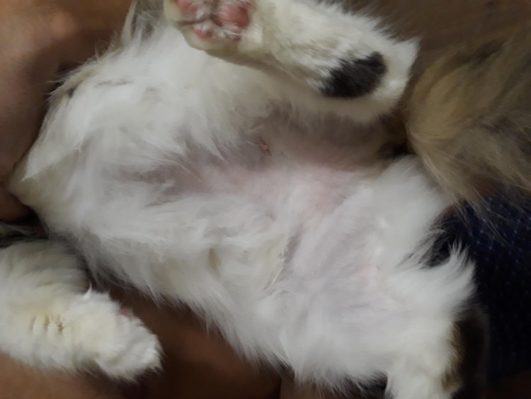 У кошки опухоль на молочной железе