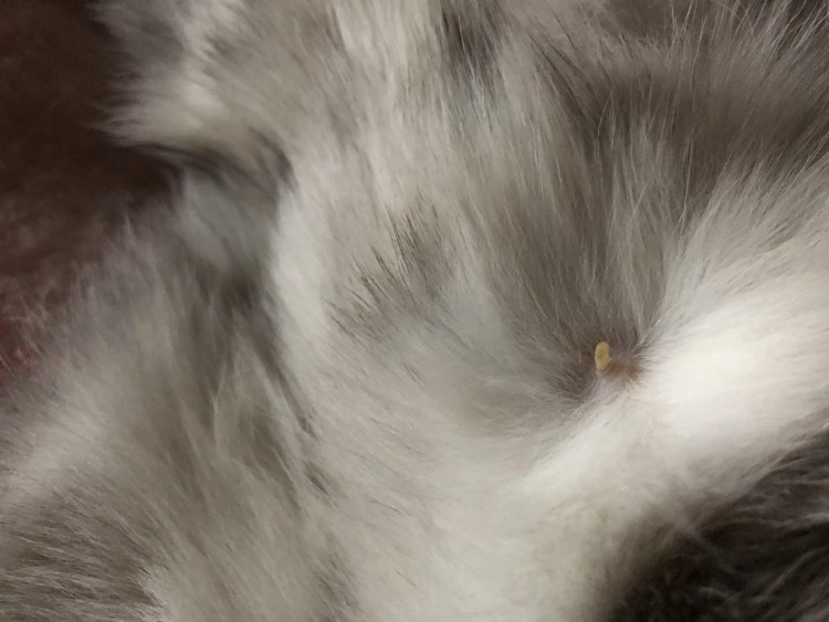 Кудрявая грудь у кошек