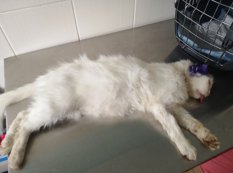 Подушечки вибрисс у кошек это