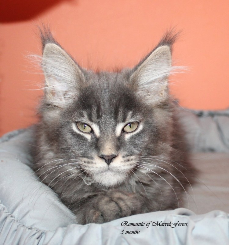 Мейн кун и Сибирская кошка