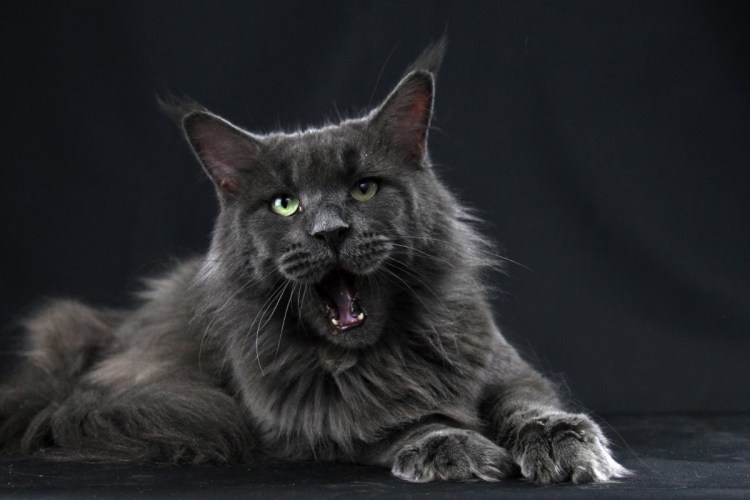 Мейн кун серебристый