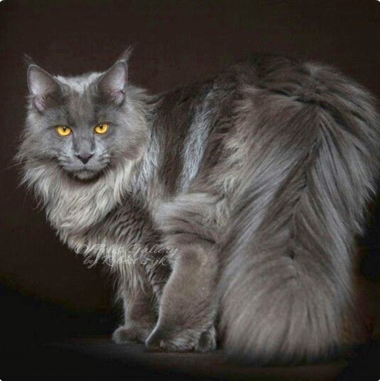 Мейн кун и Ориентал