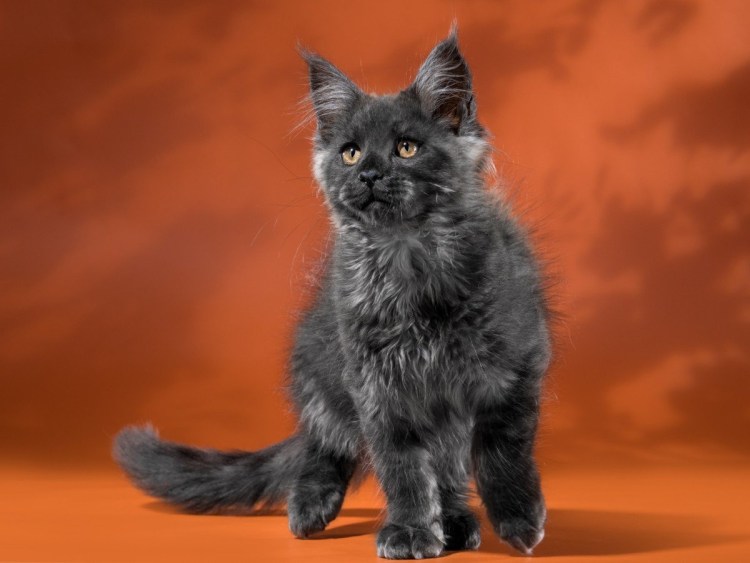 Серенький Мейн кун