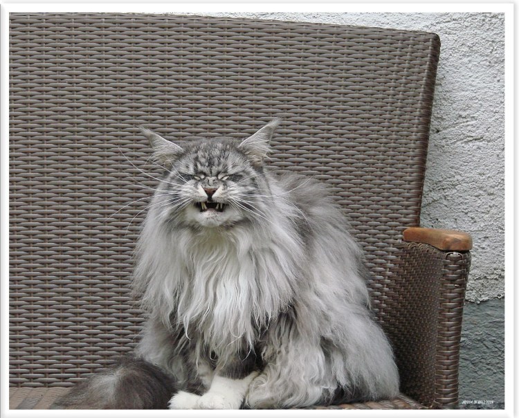 Мейн кун кошка серая