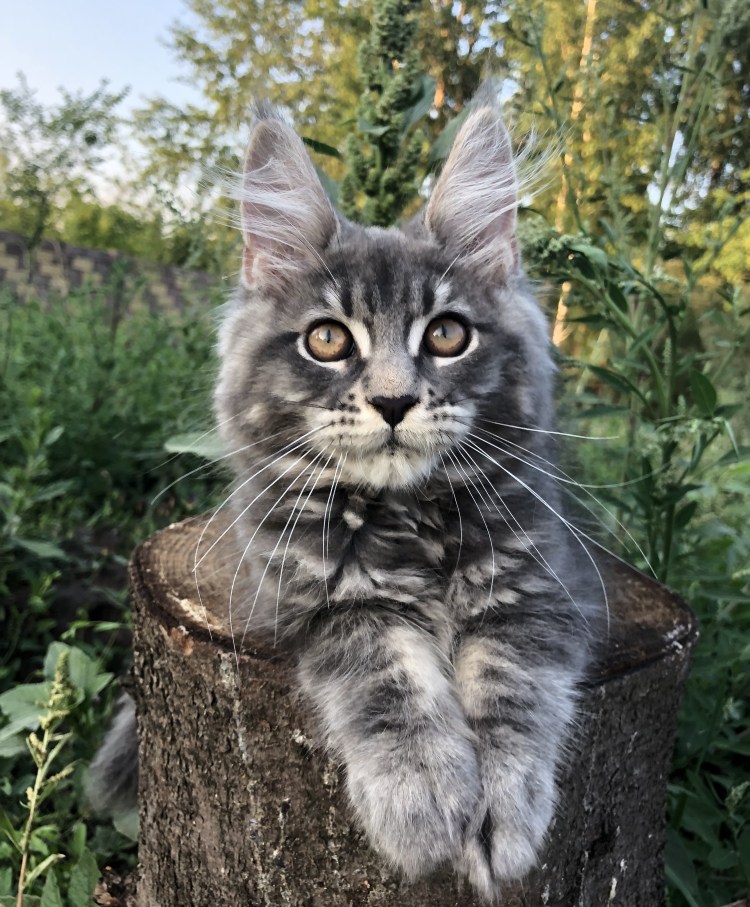 Серенький Мейн кун