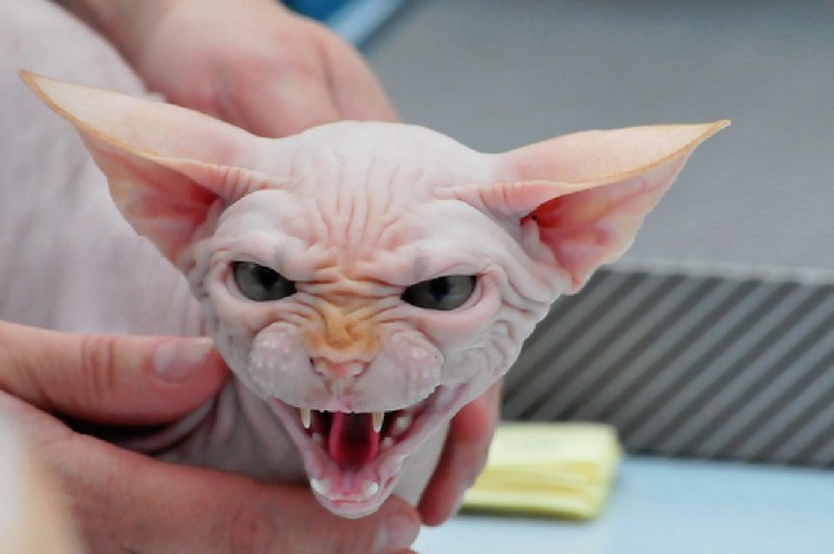 Сфинкс порода кошек злой