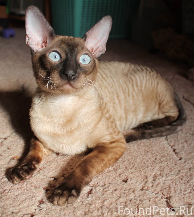 Сиамская кошка Ориентал