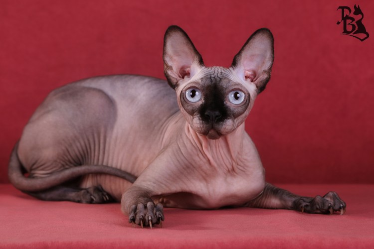 Канадский сфинкс сиамского окраса