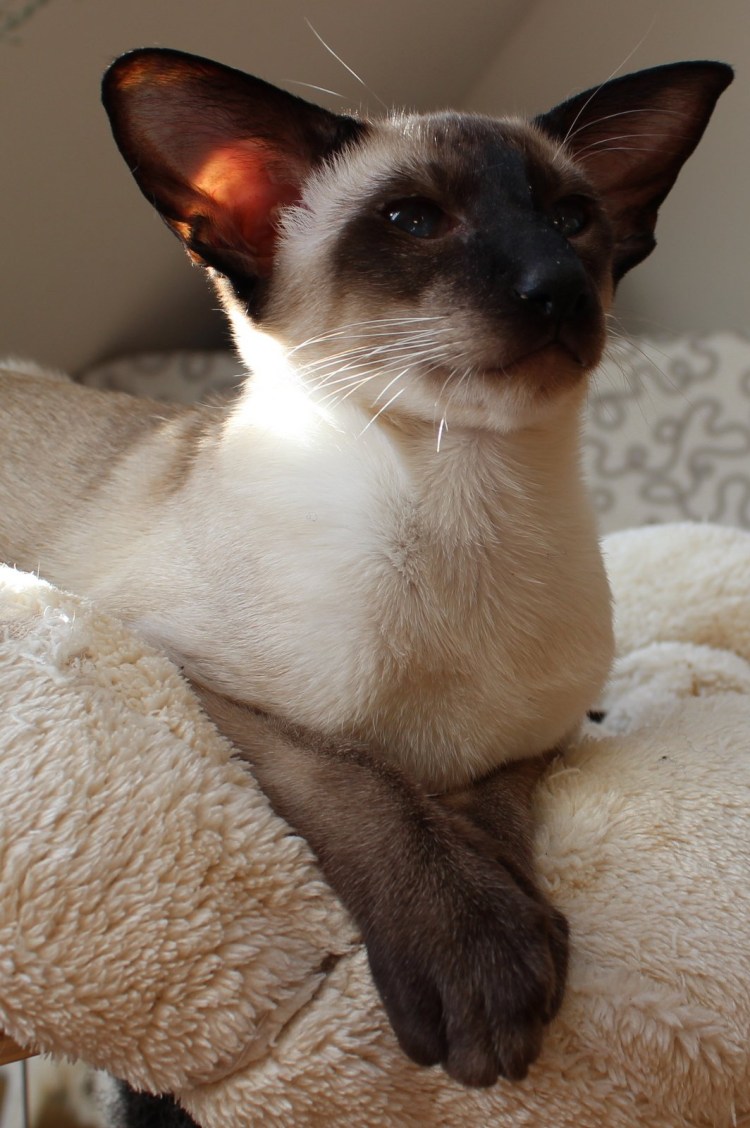 Сфинкс кошка с золотом