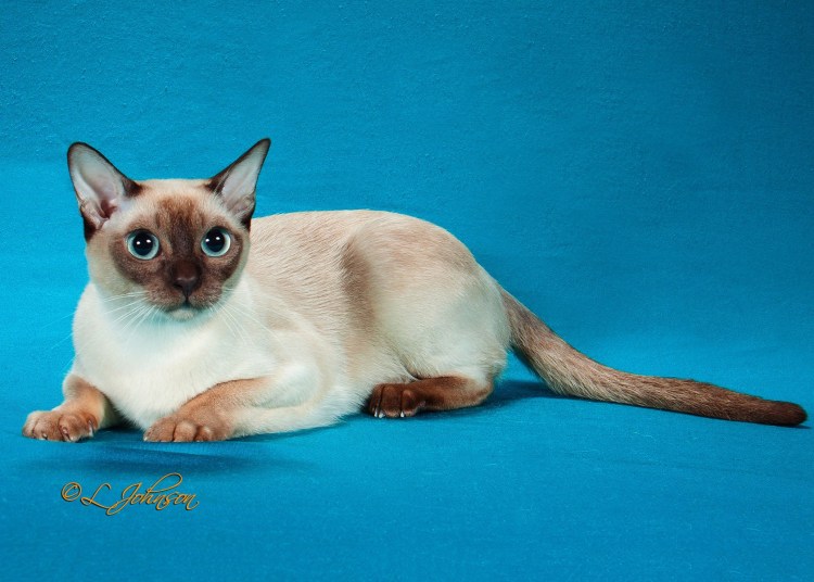 Ориентальная колор Пойнт