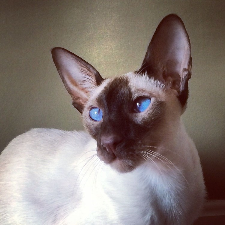 Балинез Блю Пойнт