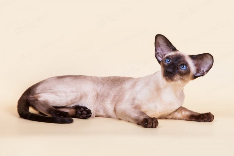 Сиамо Ориентальная порода