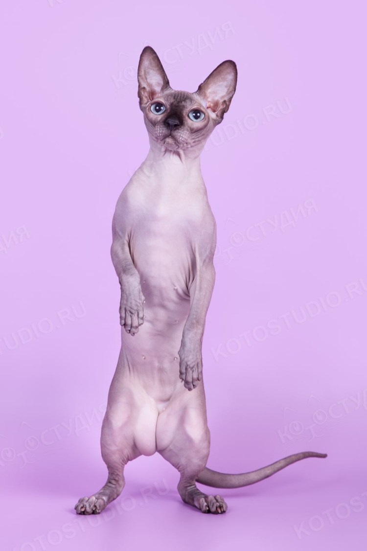 Канадский сфинкс сил минк