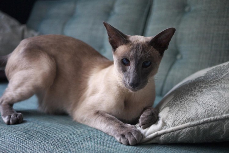 Сиамская кошка колор Пойнт