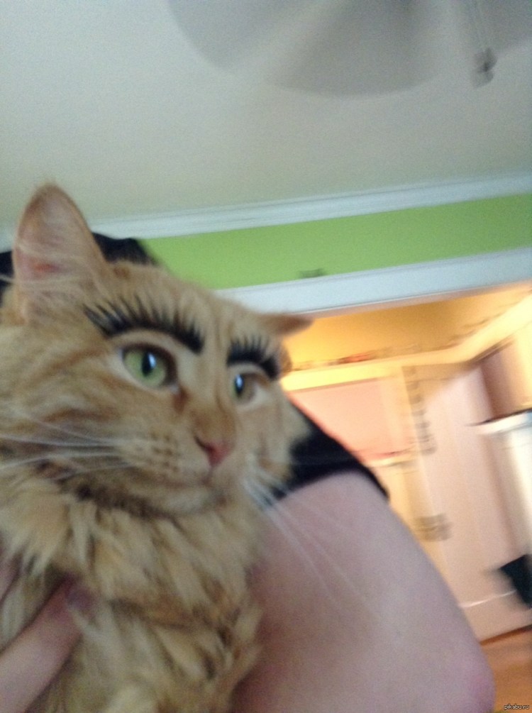 Кошка с накрашенными бровями