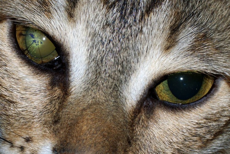 Кошачий конъюнктивит конъюнктивит кошачий