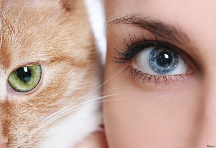 Белый котёнок с голубыми глазами