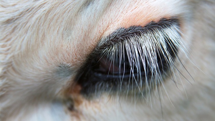 Глаза кошки