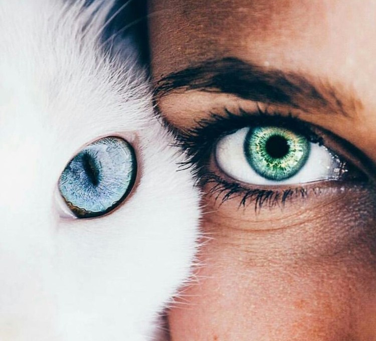 Чихуахуа с ресницами